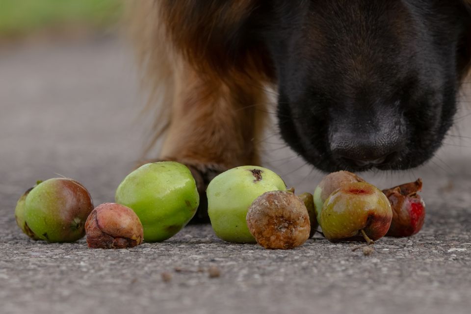 Nedfaldsfrugt kan være en fristende snack for mange hunde, men gærede frugter, frugtsten, hvepse og snegle kan få den uskyldige godbid til at resultere i en tur på dyrehospitalet, advarer Agria Dyreforsikring. Marie-Elisabeth Willems Jørgensen Agria.dk