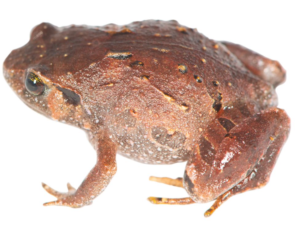 Rhombophryne mavokely, en af de nybeskrevne arter af diamantfrøer fra Madagaskar. Mark D. Scherz Statens Naturhistoriske Museum