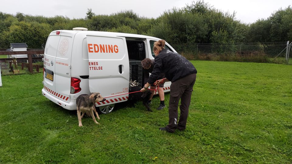 Frivillige dyrereddere forsøger at få en såret hund ind i ambulancen. Foto: Dyrenes Beskyttelse